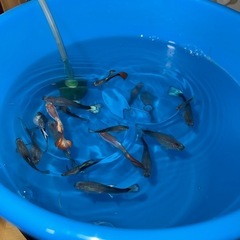 熱帯魚、グッピー
の画像