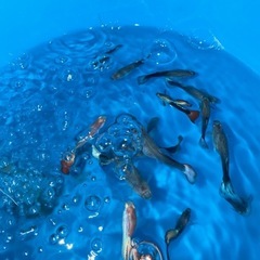 熱帯魚、グッピー
の画像