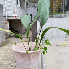 観葉植物　鉢つかない