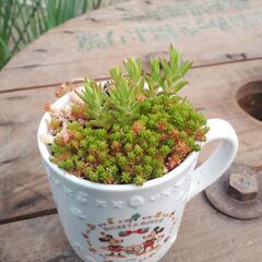 多肉植物寄せ植えマグカップ！200円の画像