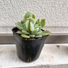 　多肉植物　アルフレッドの画像