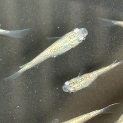 白くて綺麗なメダカの画像