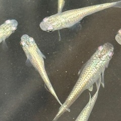 白くて綺麗なメダカの画像