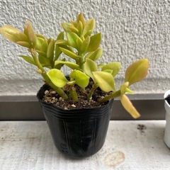 多肉植物　　ベビーサンローズの画像