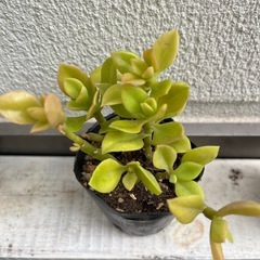 多肉植物　　ベビーサンローズ