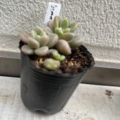 多肉植物　だるま秋麗の画像