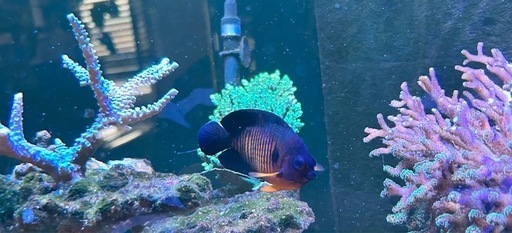 海水魚セット