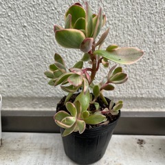 多肉植物　朝霧錦の画像