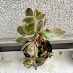 多肉植物　朝霧錦