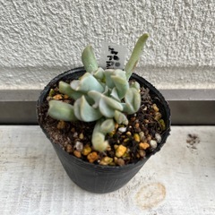 多肉植物　トップシーダービー