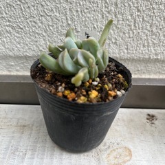多肉植物　トップシーダービーの画像
