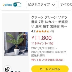 小さいソテツの画像
