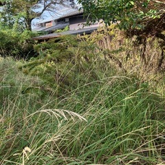 早めの剪定除草で費用を抑えましょう