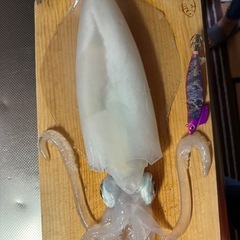 バイク　ツーリング