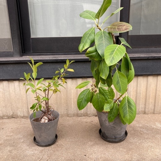 大人の上質  観葉植物（鉢、受け皿付き） 備前西市の家庭用品 (コロン) 工芸品