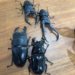 カブトムシ　クワガタ　ガチャ　おまけの画像