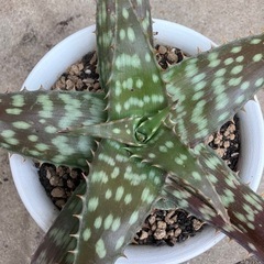 アロエ鉢植え