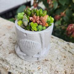 【取引中】多肉植物 寄せ植え4/10