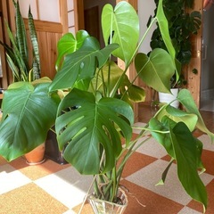 観葉植物 モンステラ