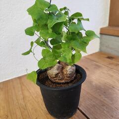 亀甲竜