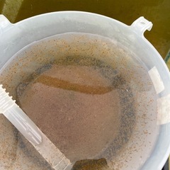 ミジンコと増殖セットの画像