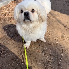 犬友募集中