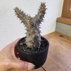 パキポディウム　デンシフローラムの画像