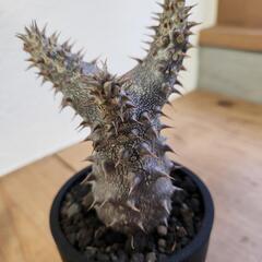パキポディウム　デンシフローラムの画像