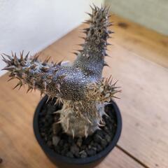パキポディウム　デンシフローラムの画像