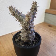 パキポディウム　デンシフローラムの画像