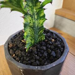 ユーフォルビア　トリゴナ黄斑　鉢つきの画像