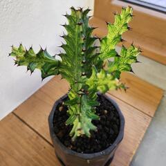 ユーフォルビア　トリゴナ黄斑　鉢つきの画像