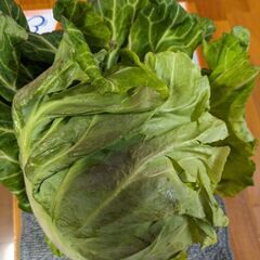 取引中.キャベツ.4/10  収穫の画像