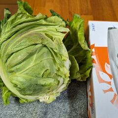 取引中.キャベツ.4/10  収穫の画像