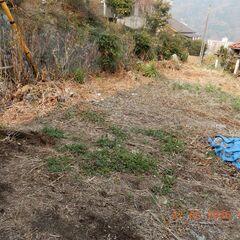 綺麗(山土)差し上げます。
