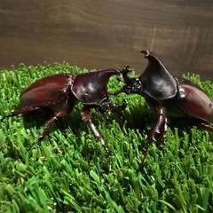 フローレンシス ニセヒメカブト【ペア】の画像