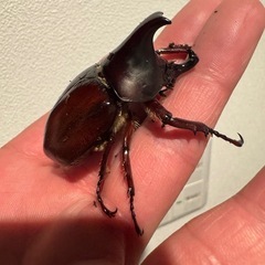 フローレンシス ニセヒメカブト【ペア】