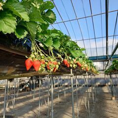 いちご🍓狩りを期間限定で実施します。の画像