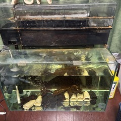 決まりました　インペリアルゼブラプレコ