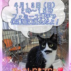 抱っこOK😸触れあえる保護猫譲渡会です😸