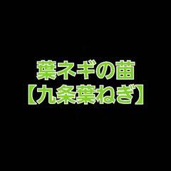 No.107【苗】超お得品‼️家庭菜園等に超お薦め‼️①ブランド...
