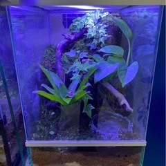 コケリウム 飼育用