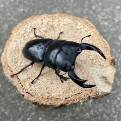 R7③国産オオクワガタ♂70mmペアの画像