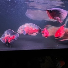熱帯魚   観賞魚の画像