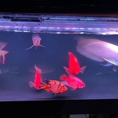 熱帯魚   観賞魚の画像