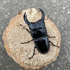 R7③国産オオクワガタ♂70mmペアの画像