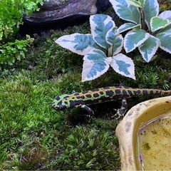 マダライモリ