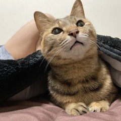 雑種　メス 10歳　名前ぺこ - 猫