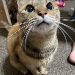 雑種　メス 10歳　名前ぺこ − 宮崎県
