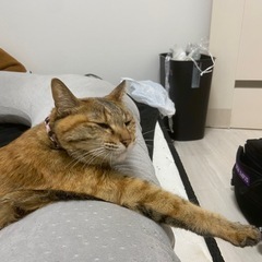 雑種　メス 10歳　名前ぺこ - 里親募集